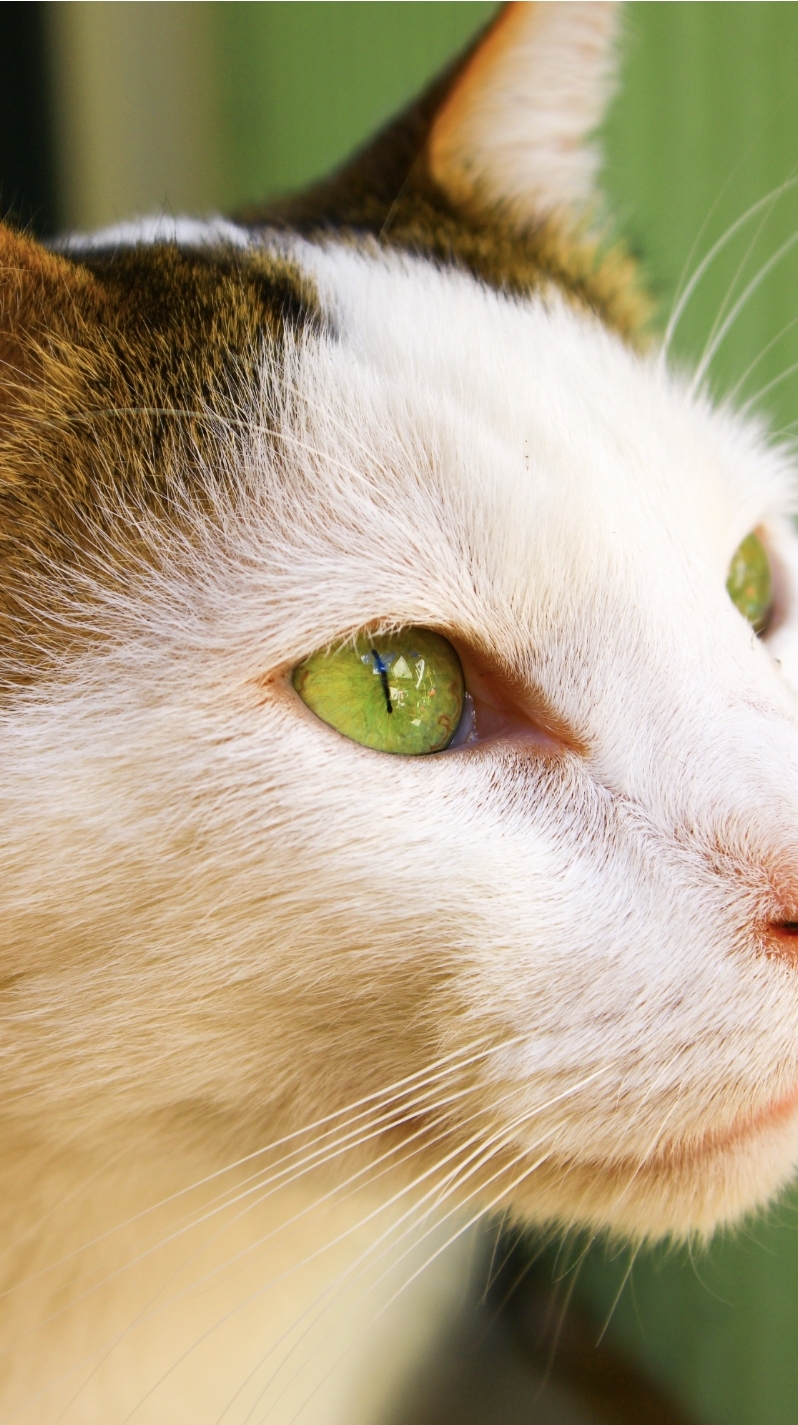 Animaux — 1