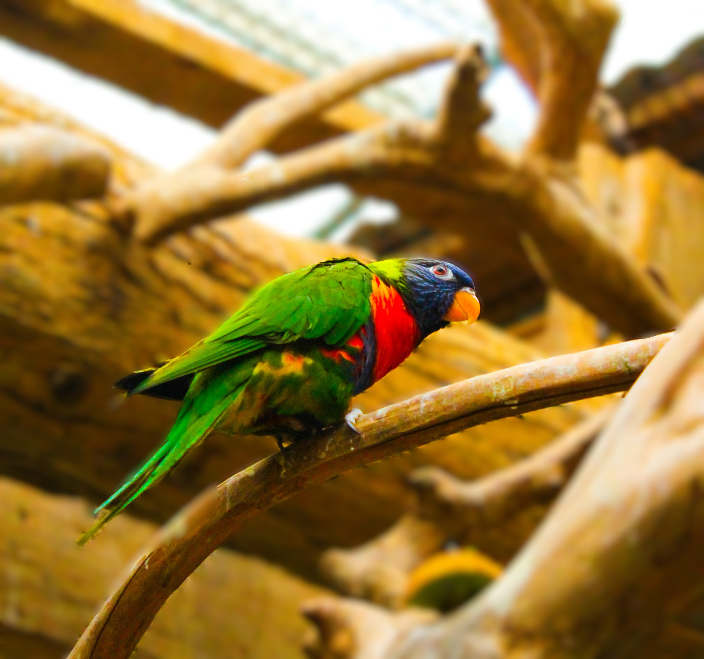 Animaux — 2