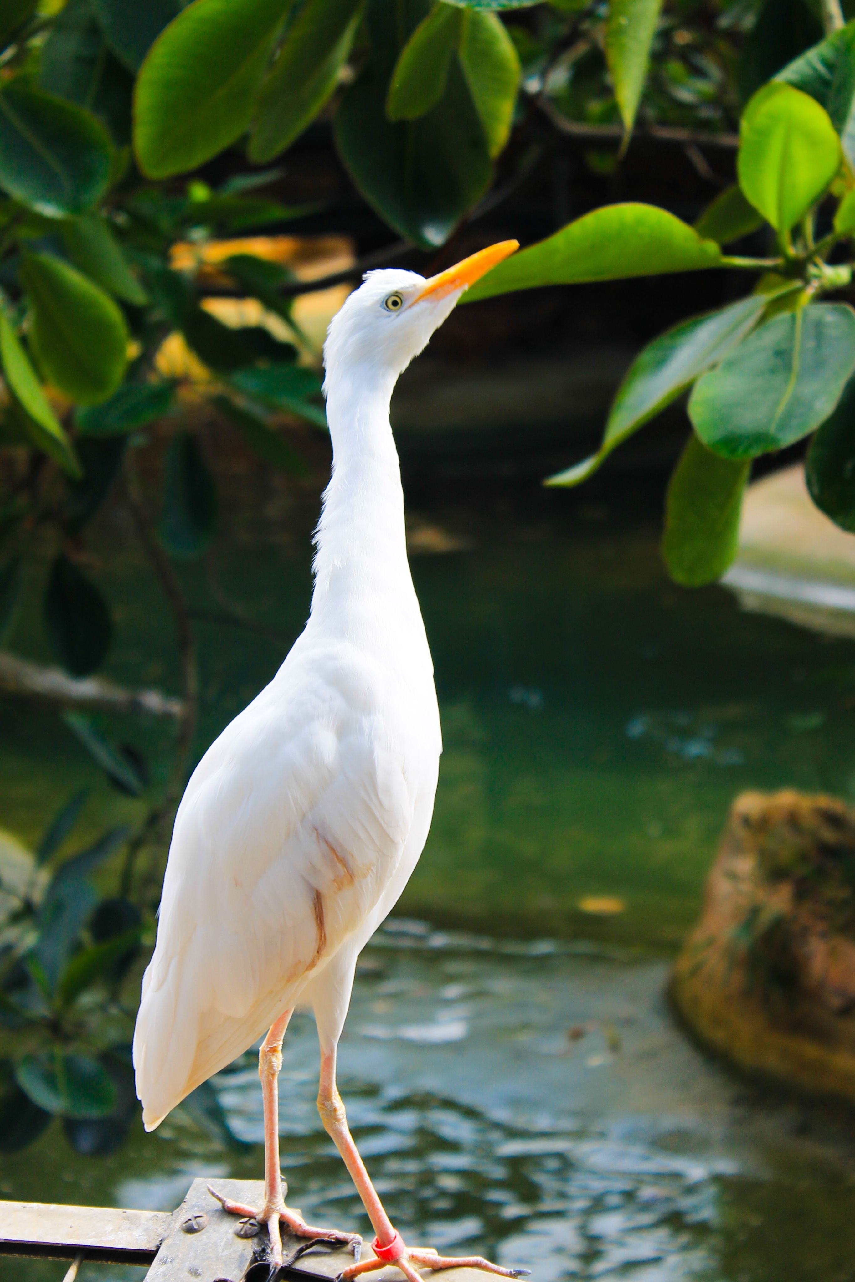 Animaux — 3